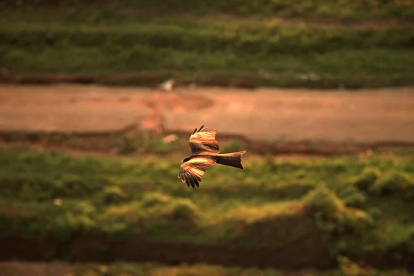 A Sárgacsőrű Kite - Uganda, Afrika — Stock Fotó