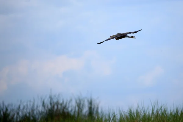 Lake Anapa - Uganda, Africa — Stock Photo, Image