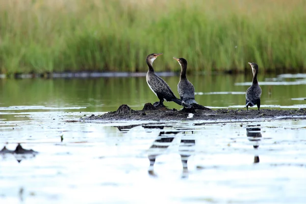 Cormorán - Lago Anapa - Uganda, África — Foto de Stock