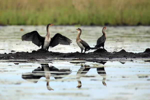 Cormorant Danau Anapa Uganda, Afrika — Stok Foto