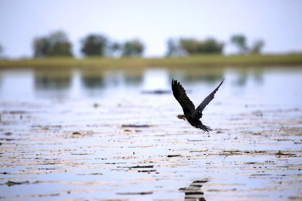 Cormorán - Lago Anapa - Uganda, África — Foto de Stock