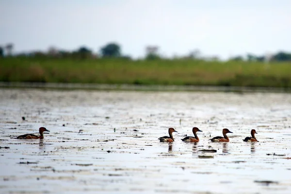 Pato Africano - Lago Anapa - Uganda, África — Fotografia de Stock