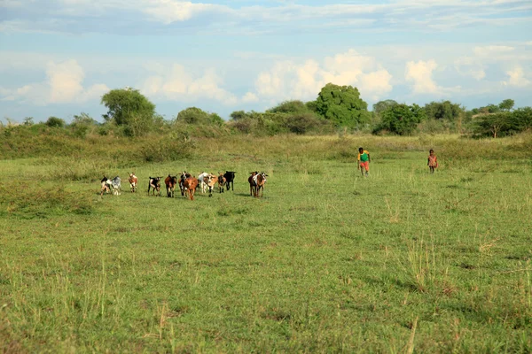 Weide bij lake anapa - Oeganda, Afrika — Stockfoto