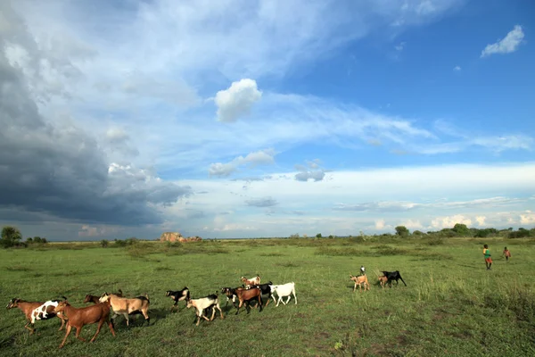 草甸在湖阿纳帕-乌干达、 非洲 — 图库照片