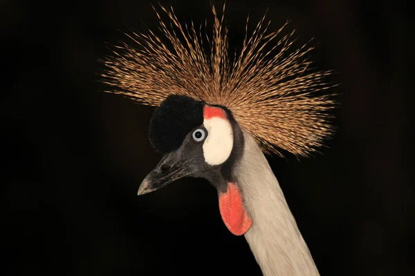 Crane Crested, Uganda — Fotografia de Stock