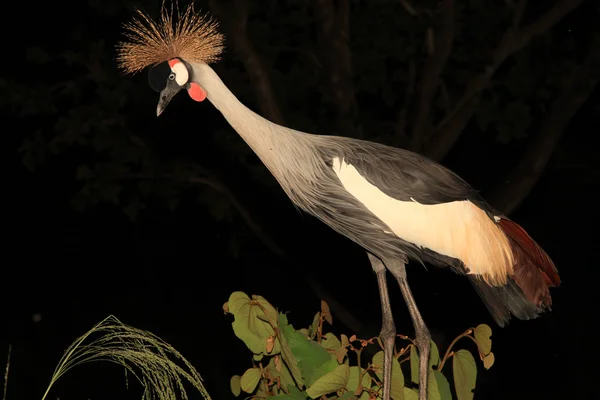 Crane Crested, Uganda — Fotografia de Stock