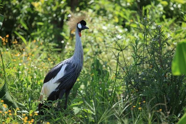 Tepeli vinç, uganda — Stok fotoğraf