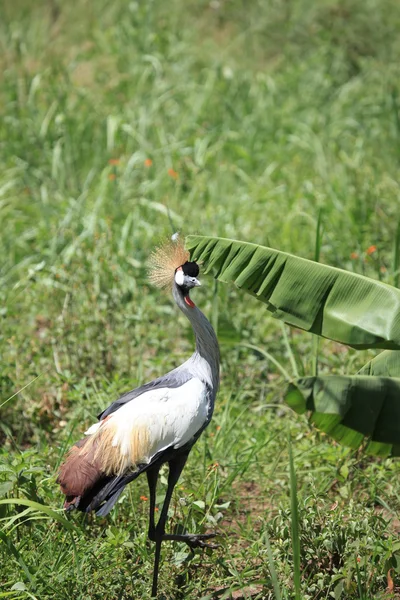 Żuraw czubaty, uganda — Zdjęcie stockowe