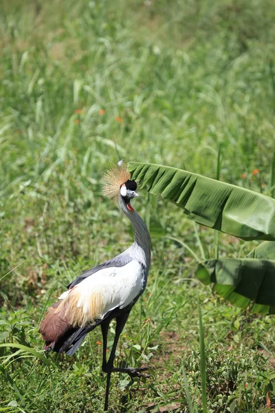 Tepeli vinç, uganda — Stok fotoğraf