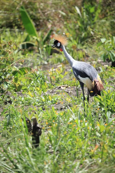 Haubenkranich, Ugandas — Stockfoto