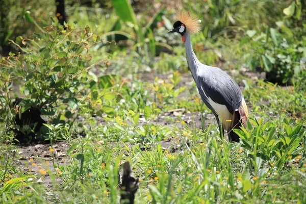 Haubenkranich, Ugandas — Stockfoto