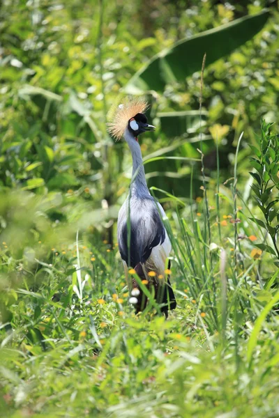 Żuraw czubaty, uganda — Zdjęcie stockowe