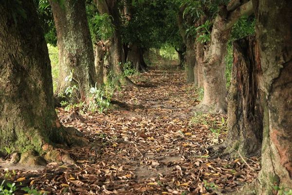 Mangobäume - uganda, afrika — Stockfoto