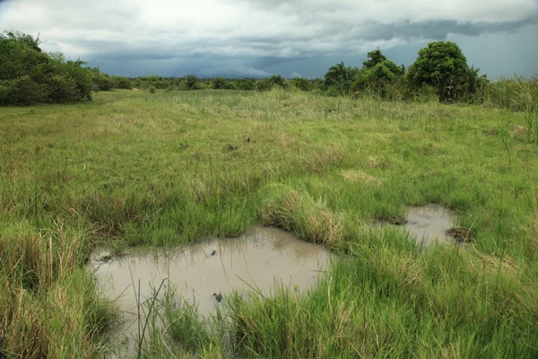 Soroti 湿地の沼地 - ウガンダ、アフリカ — ストック写真