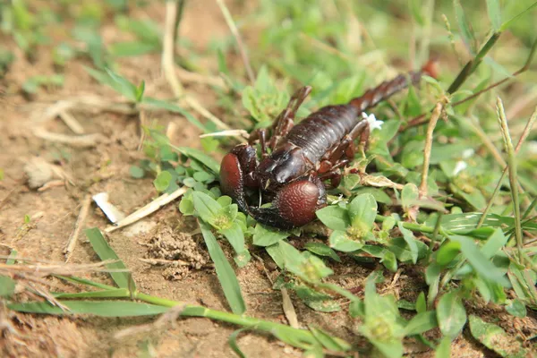 Skorpion - uganda, afrika — Stockfoto