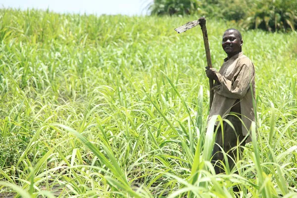 Sugarcane Plantation - Uganda, Africa — Stock Photo, Image