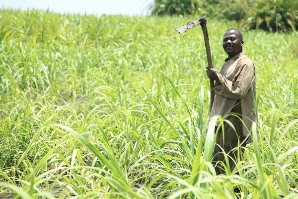 şeker kamışı ekimi - uganda, Afrika