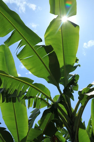 Bananenplantage - uganda, afrika — Stockfoto