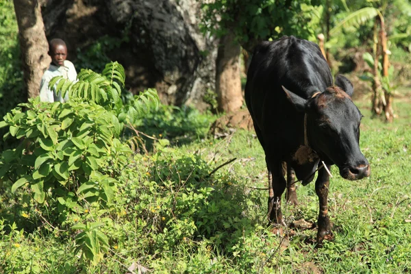 牛羊群-乌干达、 非洲 — 图库照片