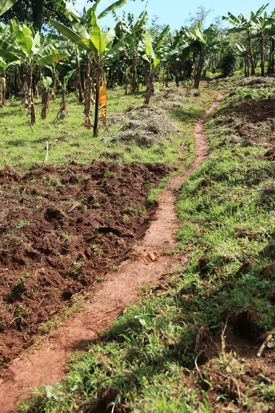 Банановая плантация - Уганда, Африка — стоковое фото