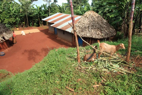 Bâtiment traditionnel - Ouganda, Afrique — Photo