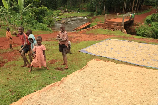 Sipi spada - Afryka, uganda — Zdjęcie stockowe