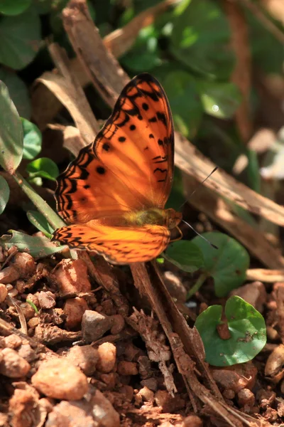 Butterfly - Bigodi Wetlands - Uganda, Africa — Stock Photo, Image