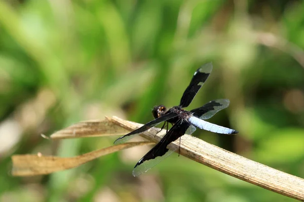 Dragonfy - Bigodi Wetlands - Uganda, Africa — Stock Photo, Image