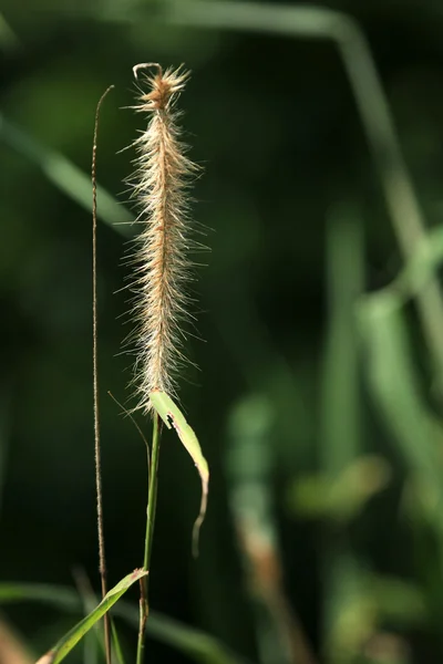 Bigodi sumpfe - uganda — Stockfoto