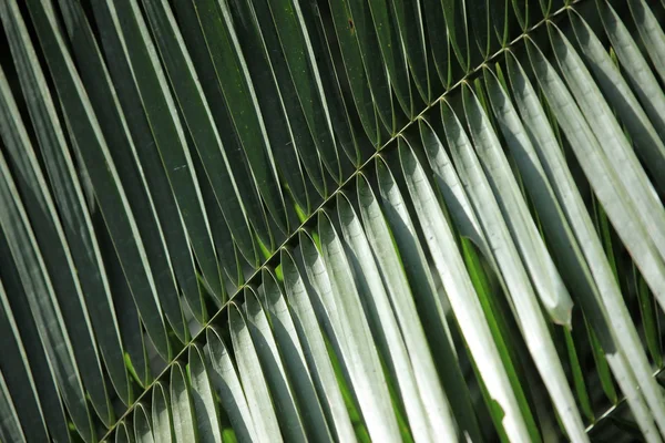 Palm Leaf - Bigodi Swamps - Uganda — Stock Photo, Image