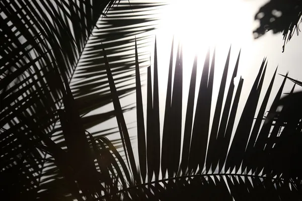 Palmiye yaprağı - bigodi bataklık - uganda — Stok fotoğraf