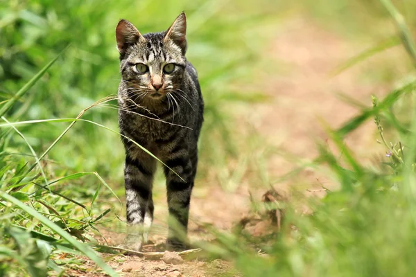 Cat - Bigodi Wetlands - Уганда, Африка — стоковое фото