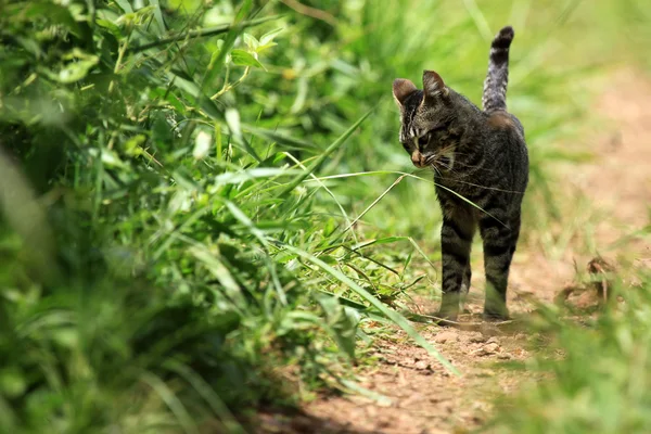 Cat - Bigodi zone umide - Uganda, Africa — Foto Stock