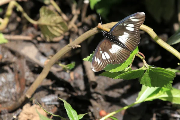 Motyl - bigodi bagna - uganda, Afryka — Zdjęcie stockowe