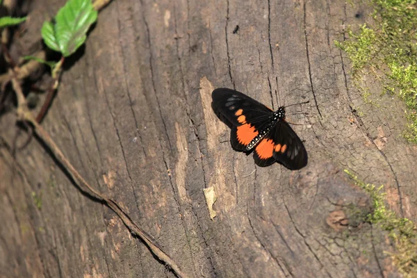 Mariposa - Humedales Bigodi - Uganda, África —  Fotos de Stock