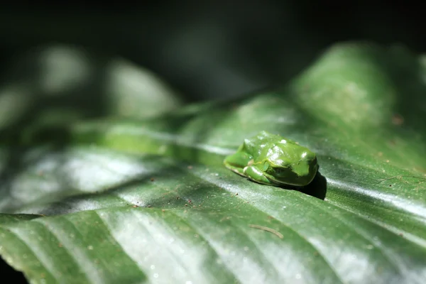 Yeşil ağaç kurbağası - bigodi sulak - uganda, Afrika — Stok fotoğraf