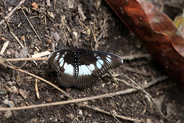 Motyl - bigodi bagna - uganda, Afryka — Zdjęcie stockowe