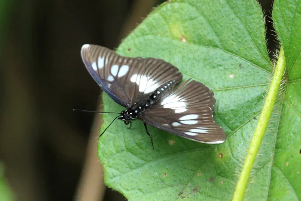 Motyl - bigodi bagna - uganda, Afryka — Zdjęcie stockowe