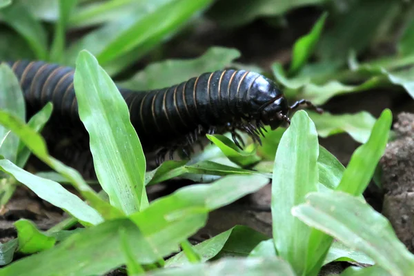 Millipede - Bigodi Wetlands - Уганда, Африка — стоковое фото