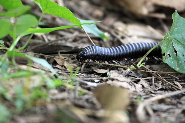 Millipede - Bigodi Wetlands - Uganda, Africa — Stock Photo, Image