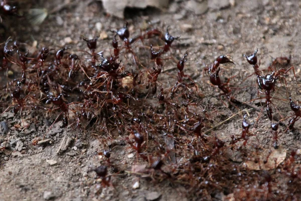 Fourmis rouges - Bigodi Wetlands - Ouganda, Afrique — Photo