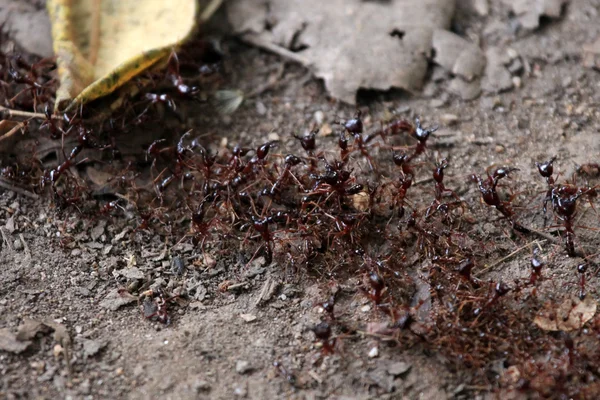 Röda myror - bigodi våtmarker - uganda, Afrika — Stockfoto