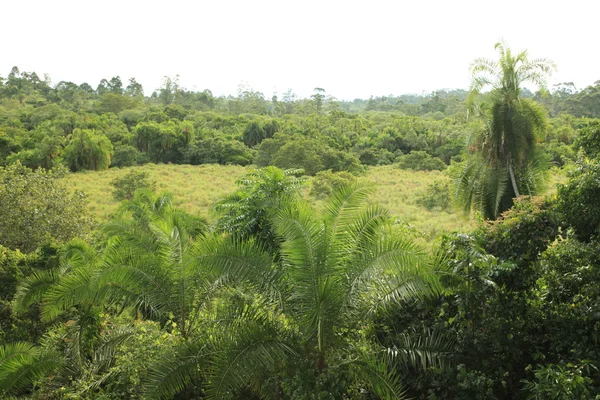 Bigodi 沼泽-乌干达 — 图库照片