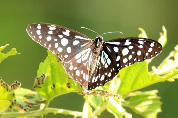 Butterfly - Bigodi Wetlands - Уганда, Африка — стоковое фото