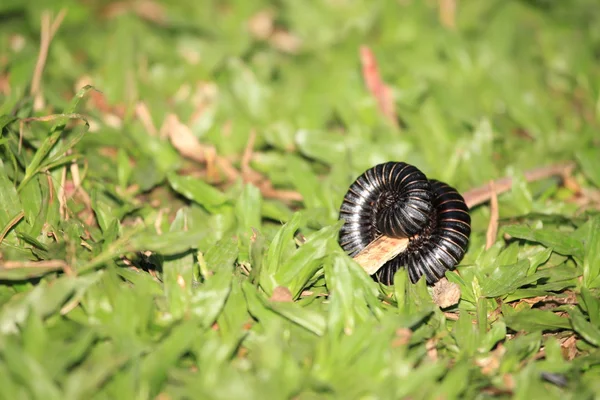 Millipede - Bigodi Wetlands - Uganda, Africa — Stock Photo, Image