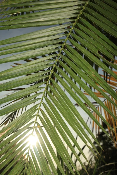 Palm blad - bigodi moerassen - Oeganda — Stockfoto