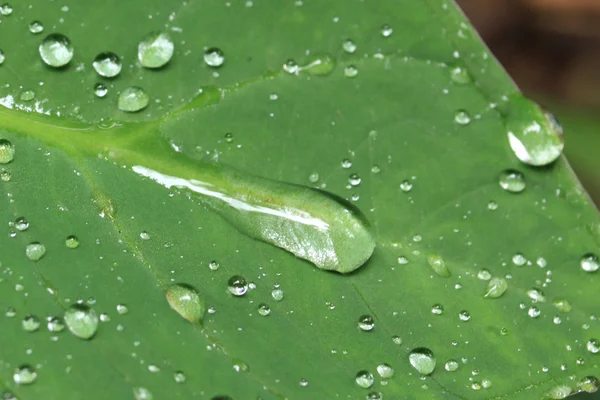 Fresh Leaf - Bigodi Swamps - Uganda — Stock Photo, Image