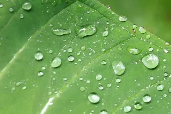 Vers blad - bigodi moerassen - Oeganda — Stockfoto