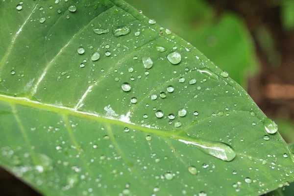 Färska blad - bigodi träsk - uganda — Stockfoto