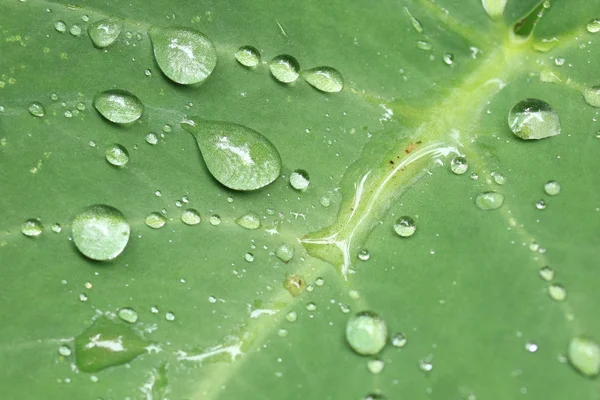 Fresh Leaf - Bigodi Swamps - Uganda — Stock Photo, Image